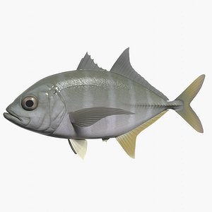 Bigeye trevally