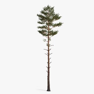 pine 3D