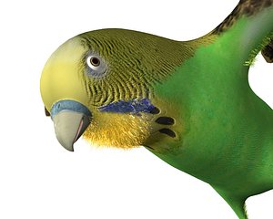 bird canary max