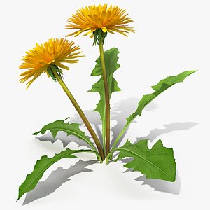 Blooming Dandelion Flower