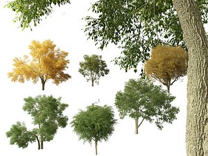 American elm - Ulmus americana 3D model