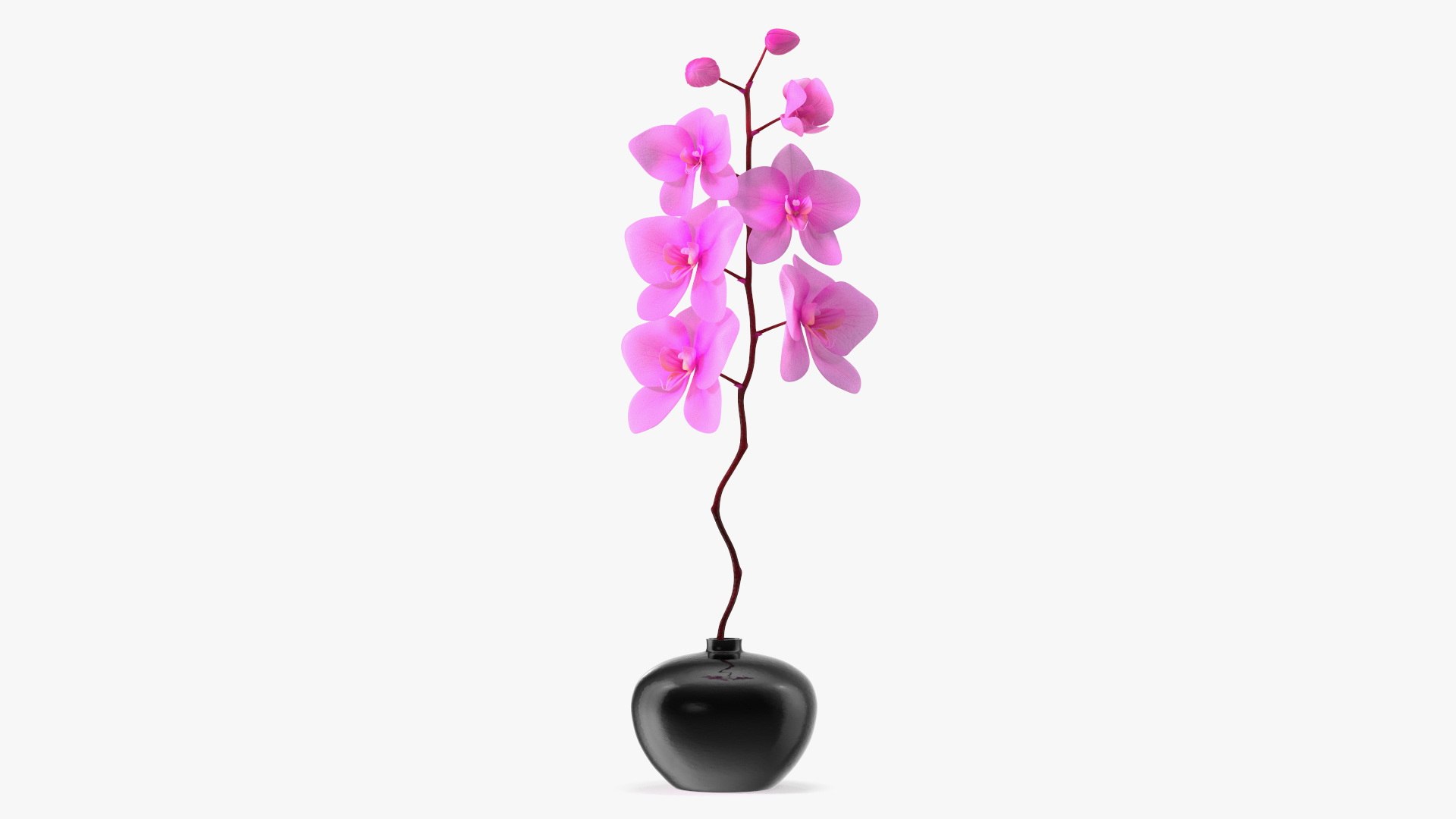 Pink Orchid in Black Vase 3D model preview