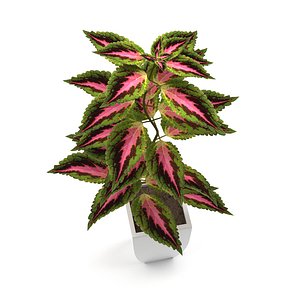 3d flower coleus