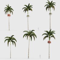 Wodyetia bifurcata - Foxtail Palm 04 3D model