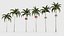 Wodyetia bifurcata - Foxtail Palm 04 3D model