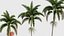 Wodyetia bifurcata - Foxtail Palm 04 3D model