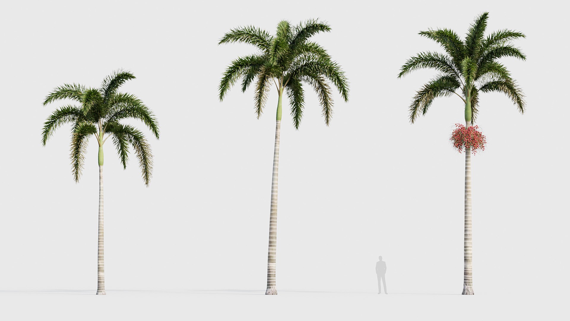 3D Wodyetia bifurcata - Foxtail Palm 04 3D model https://p.turbosquid.com/ts-thumb/OE/noI2SR/YV/bc_pm_p23_wodyetia_bifurcata_04_02/jpg/1785051199/1920x1080/fit_q87/dd2f4b0c0b839377a52d9e718d45b5883e19ab38/bc_pm_p23_wodyetia_bifurcata_04_02.jpg