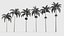 Wodyetia bifurcata - Foxtail Palm 04 3D model