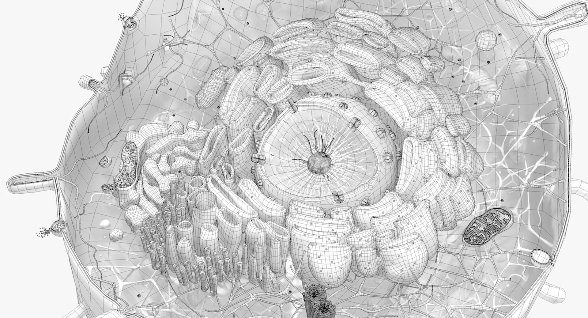 3D human cell https://p.turbosquid.com/ts-thumb/OF/4AnA03/5OeQcojE/human_cell_out_0013/jpg/1553462968/1920x1080/fit_q87/a5cc136b9db866319ea6f62a5dbdda586773ca26/human_cell_out_0013.jpg