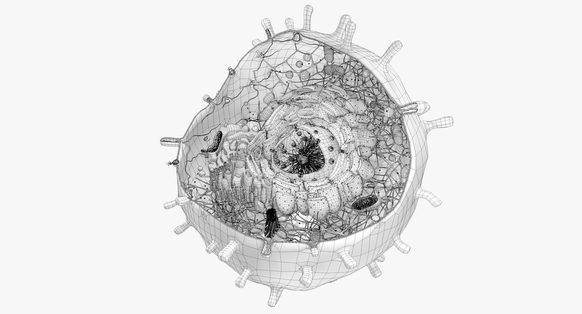 Human Cell Diagram 6406474 Vector Art at Vecteezy