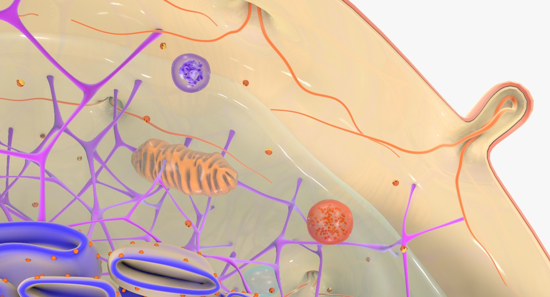 3D human cell https://p.turbosquid.com/ts-thumb/OF/4AnA03/RKUagahL/human_cell_0031/jpg/1553460840/1920x1080/fit_q87/2e22085959c3913c663701f72d02f441725ae134/human_cell_0031.jpg