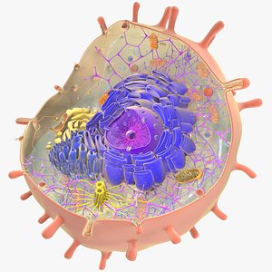 3D human cell