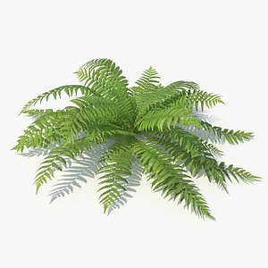 Fern 06