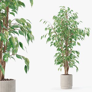 Ficus benjamina in modern flower pot model