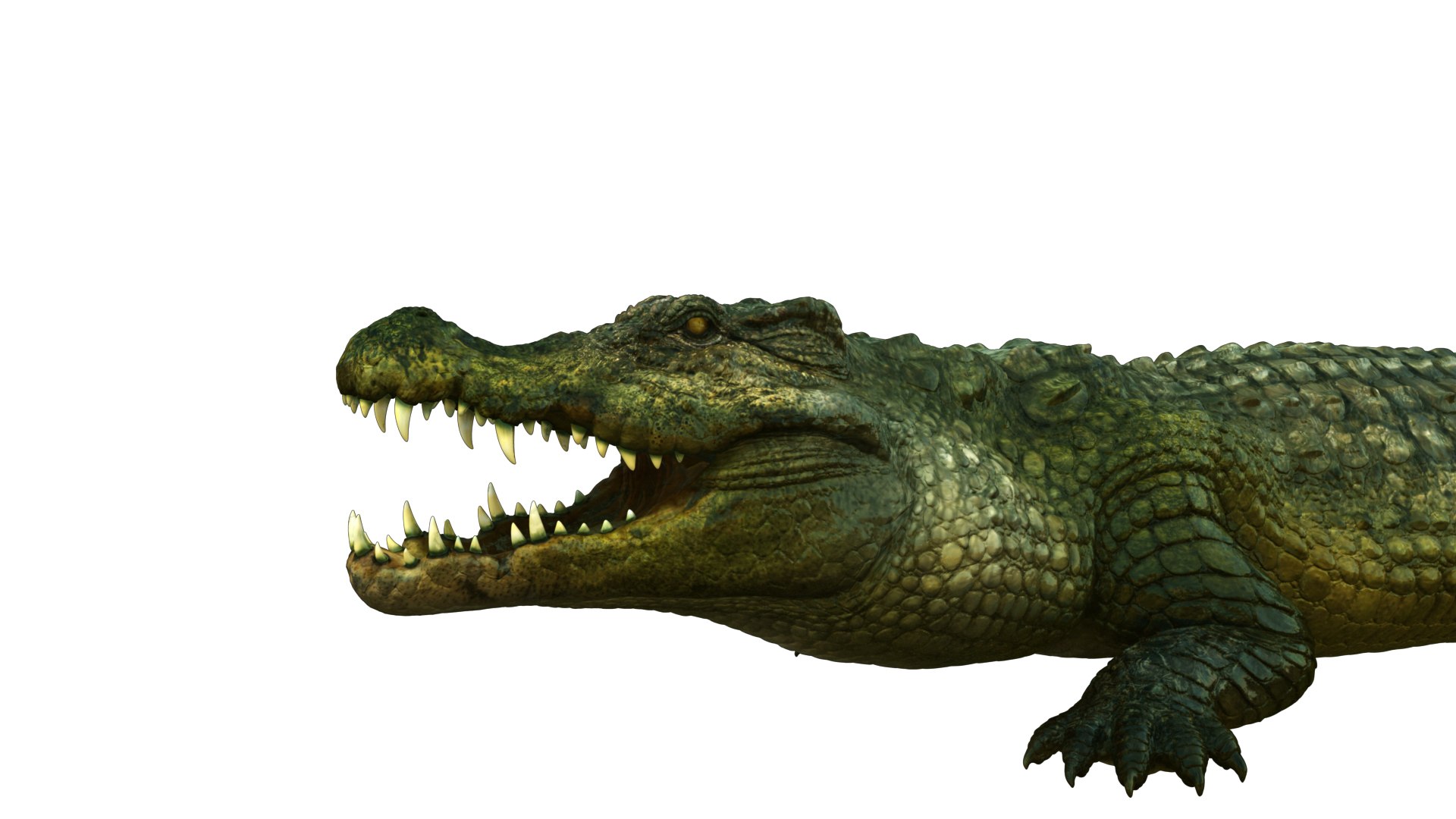 3D model crocodile 3 - TurboSquid 1758182