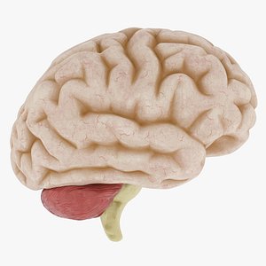 Anatomy Human Brain