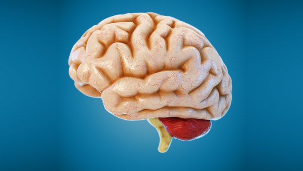 3D 3D Studio brain anatomy human