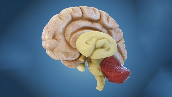 3D 3D Studio brain anatomy human