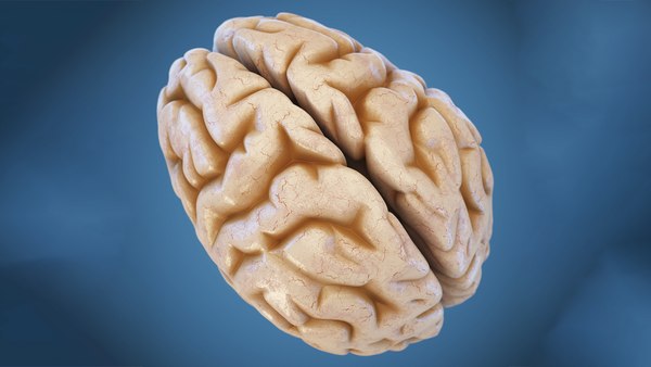 3D 3D Studio brain anatomy human