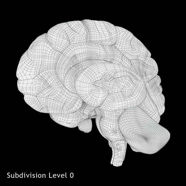 3D 3D Studio brain anatomy human