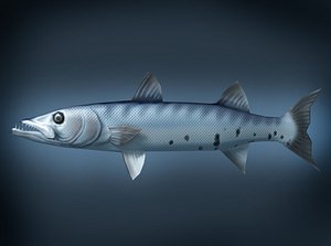 Low poly Baracuda