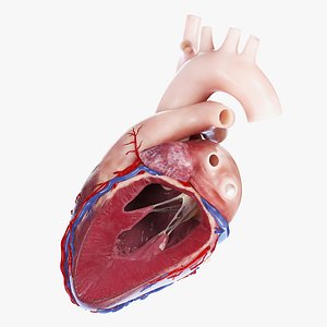 3D Heart Cross Section Lateral Static