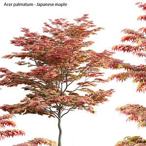 3D 3DTreeAcer palmatumV2MAXAcer palmatum - Japanese maple 02 model