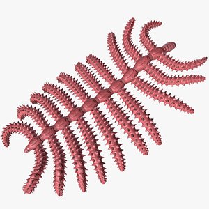 diania cactiformis 3D model