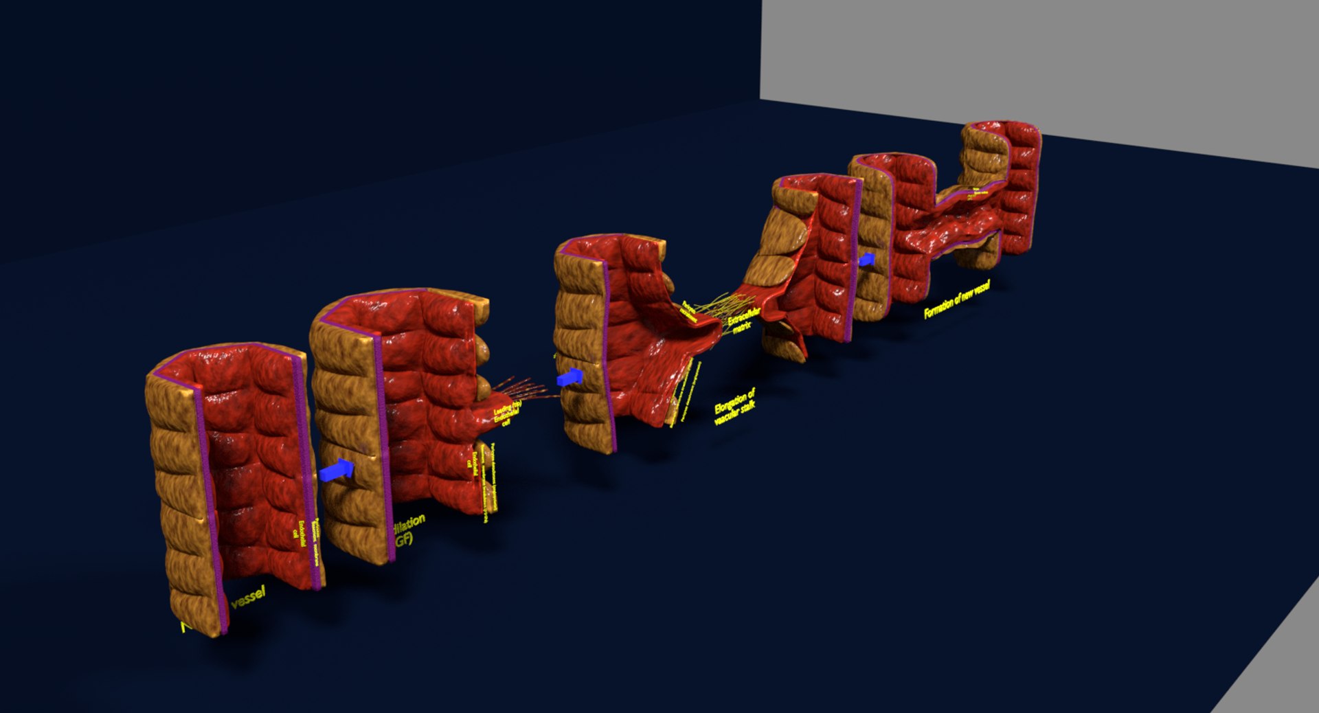 3D Angiogenesis - TurboSquid 1557420