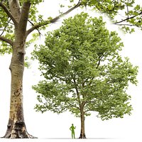 Plane-tree Sycamore Platanus V13