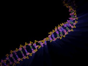 max dna