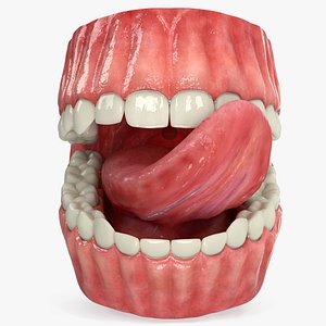 Realistic Human Mouth Rig 3D model