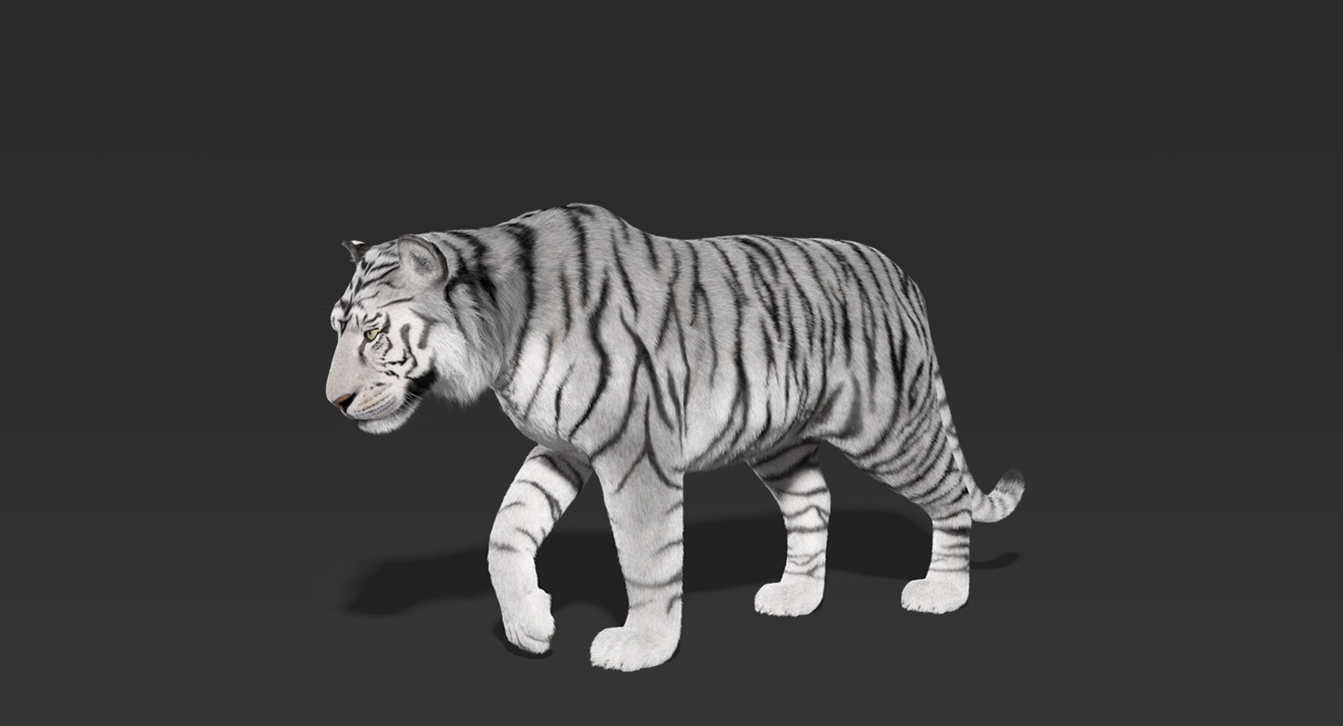 Bengal Tiger (FUR) (RIGGED)