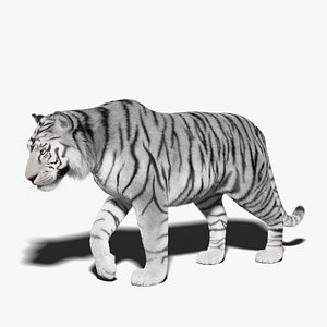 Tigre blanc couché avec fourrure Modèle 3D modèle 3D $149 - .max