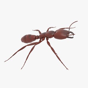 African Driver Ant Worker 3D