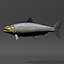 Salmone Chinook