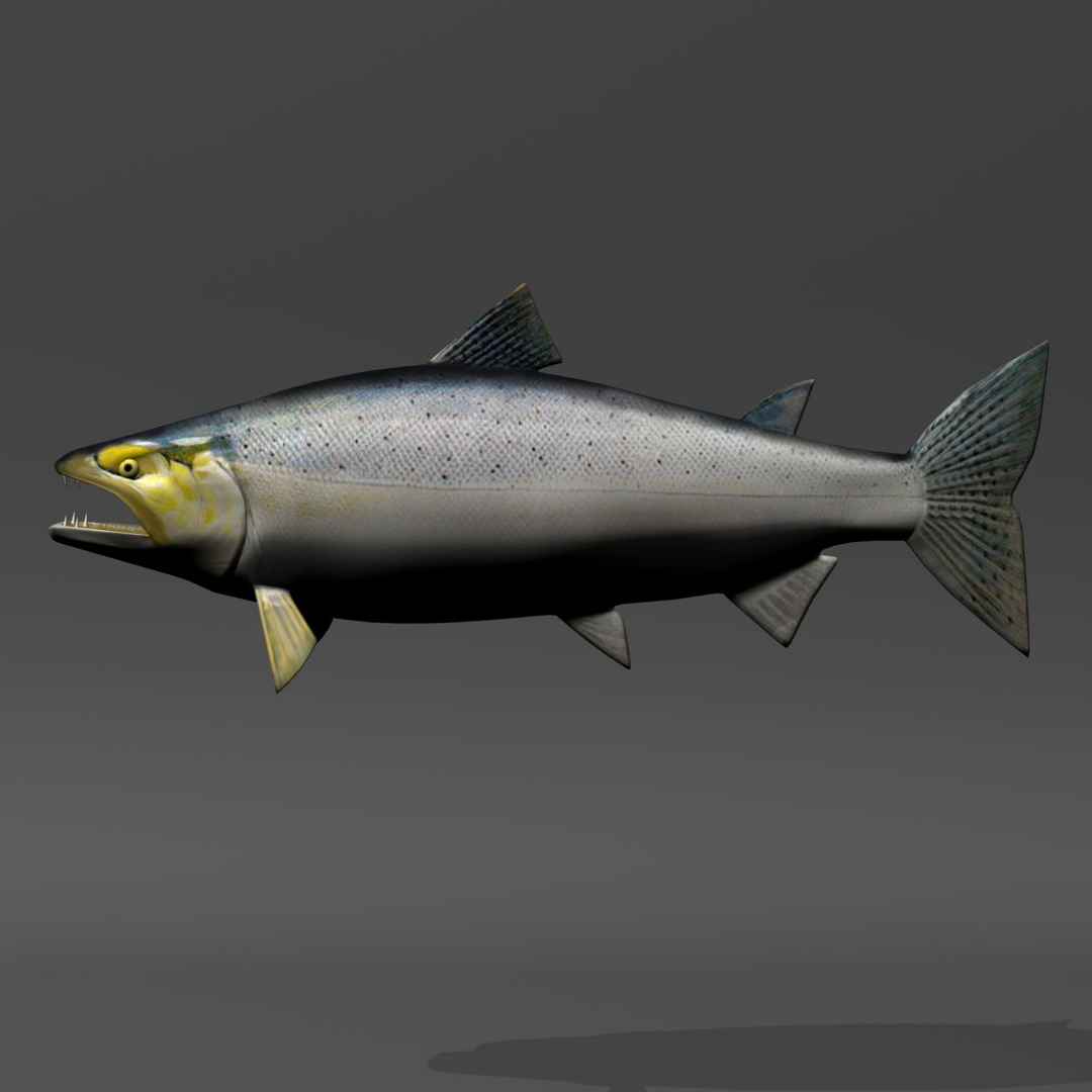 3d chinook salmon https://p.turbosquid.com/ts-thumb/OG/gDcOgg/1HOtf7bg/chin/jpg/1338475777/1920x1080/turn_fit_q99/fc3f00eb7f4fb4b363a1469f3be9ae8607bcf21b/chin-1.jpg