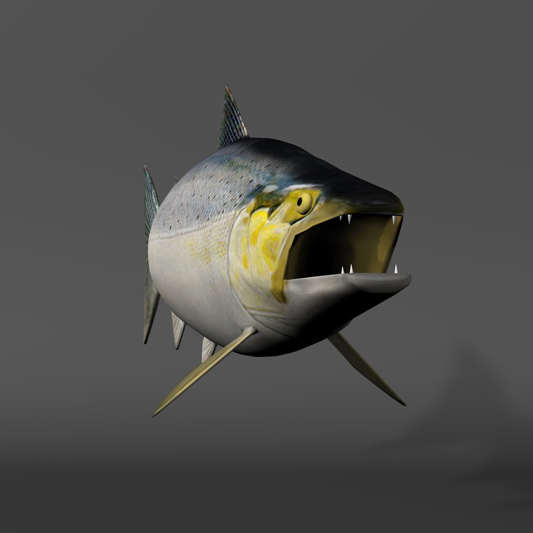 3d chinook salmon https://p.turbosquid.com/ts-thumb/OG/gDcOgg/91XDKpAX/slide6/jpg/1321226745/1920x1080/fit_q87/b4c97a71251e6d5898b983f7d42334e97ab965cb/slide6.jpg