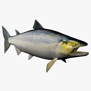 Chinook Salmon