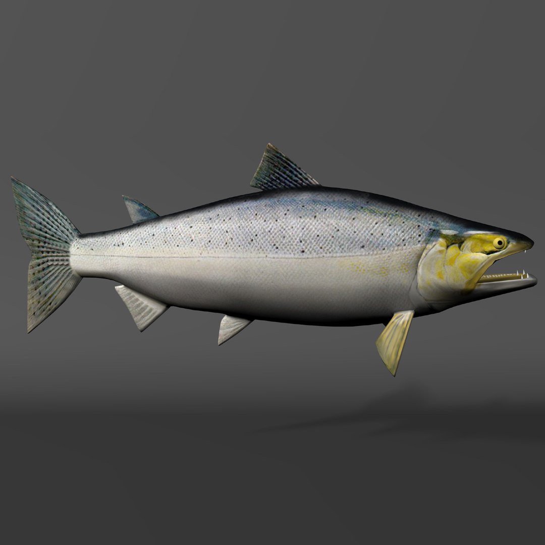 3d chinook salmon https://p.turbosquid.com/ts-thumb/OG/gDcOgg/F2gMH0RW/slide3/jpg/1321226745/1920x1080/fit_q87/579713441b98b0ce47a871f0b89f4ad95b7f058d/slide3.jpg