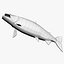 Salmone Chinook