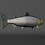 Salmone Chinook