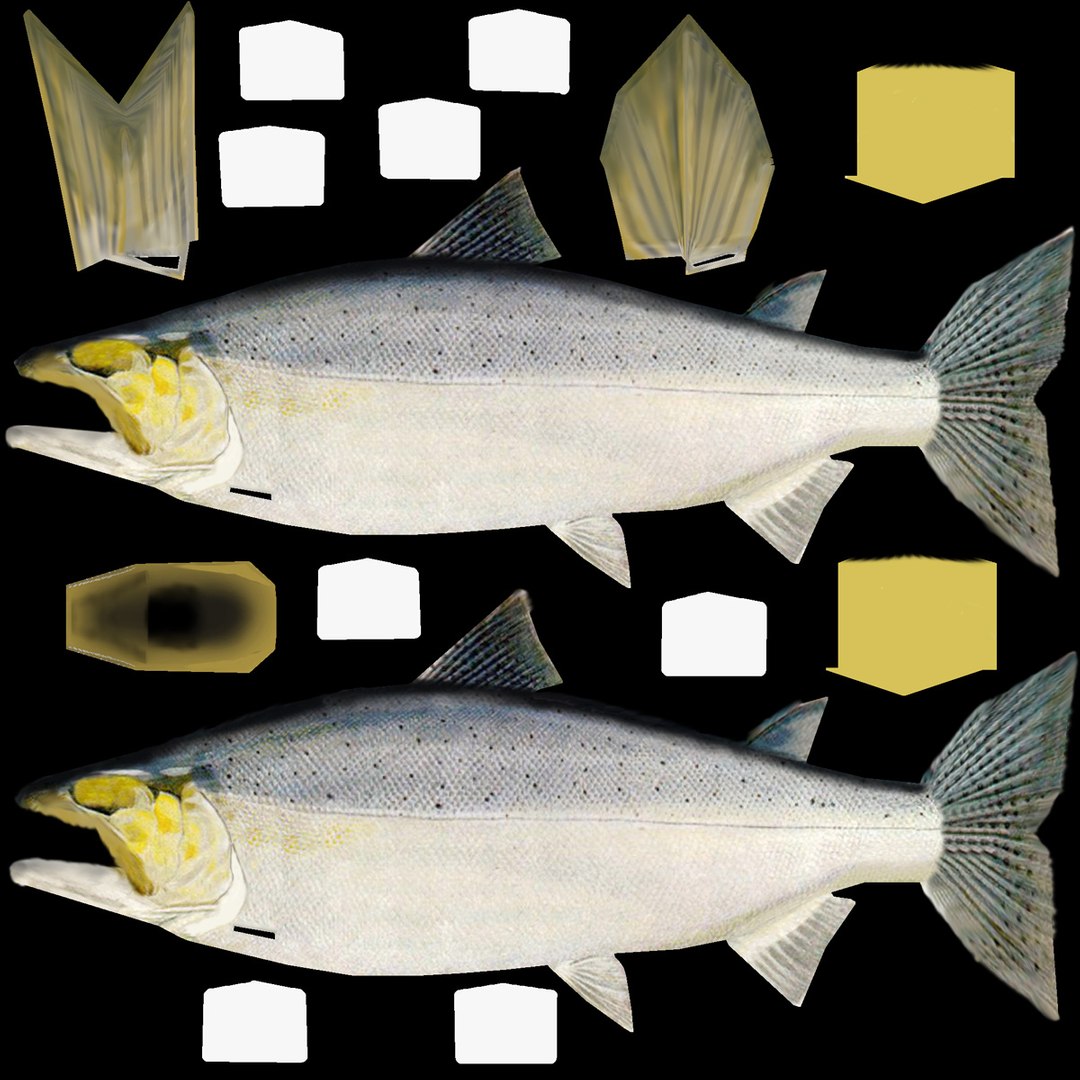 3d chinook salmon https://p.turbosquid.com/ts-thumb/OG/gDcOgg/XIIdWDss/texture/jpg/1323478365/1920x1080/fit_q87/c8dbb46f0d837e43684c7498fbf9e46bcb1c67a3/texture.jpg