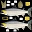 Salmone Chinook