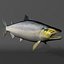 Salmone Chinook