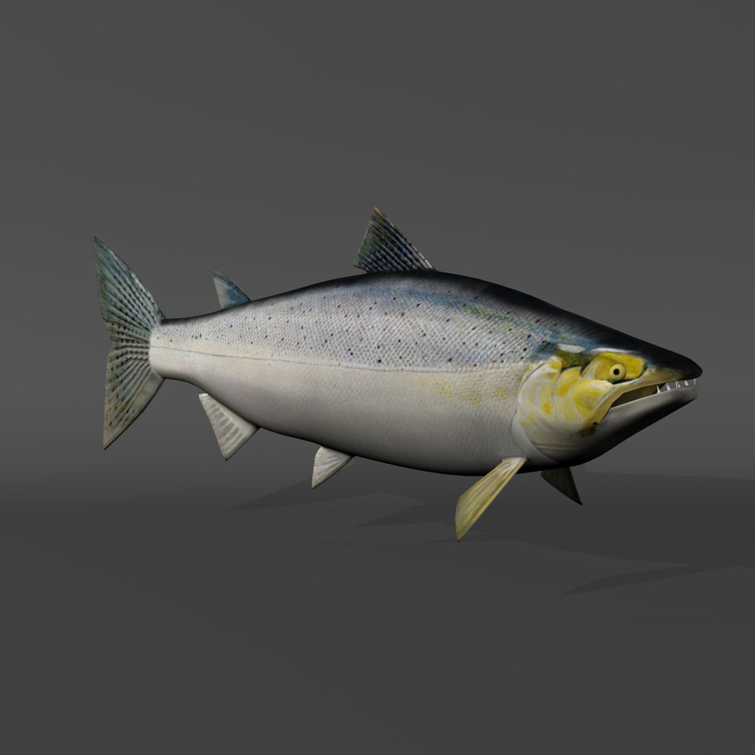 3d chinook salmon https://p.turbosquid.com/ts-thumb/OG/gDcOgg/kxPbh8wN/chin2/jpg/1393377112/1920x1080/turn_fit_q99/5da7bef93ac1afabd971f285df45da890ec82f48/chin2-1.jpg