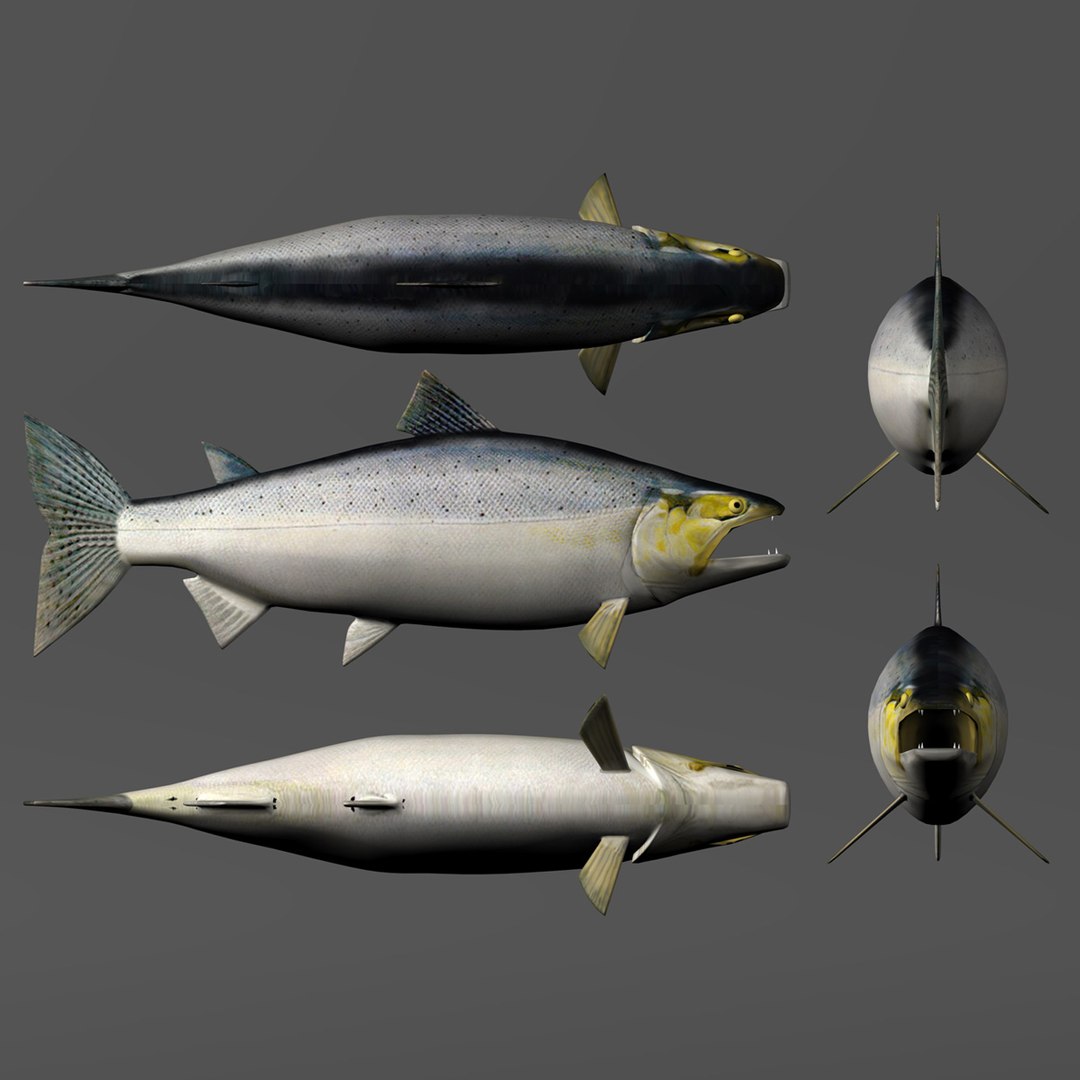3d chinook salmon https://p.turbosquid.com/ts-thumb/OG/gDcOgg/m0icSioS/slide7/jpg/1321226745/1920x1080/fit_q87/4785bbe3bf947b1416bf58323fb613c59242e566/slide7.jpg