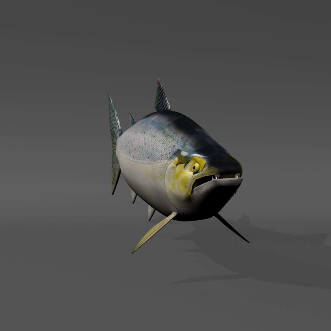 3d chinook salmon https://p.turbosquid.com/ts-thumb/OG/gDcOgg/mOIUJebs/chin3/jpg/1393377700/1920x1080/turn_fit_q99/b99488a832422df0f9e81eb14eb11a41fb888c53/chin3-1.jpg