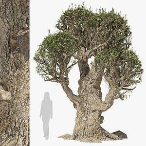 3D model Ancient Old Olive Tree