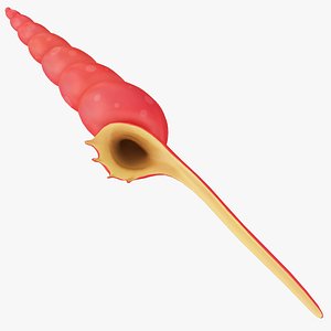 Cartoon Sea Shell 02 model